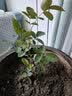 泰西丝爬藤月季花树苗阳台花卉庭院绿植四季浓香室内外蔷薇玫瑰源头直发 实拍图