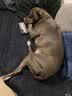 爱思得（ASCENDAR）中型大型犬幼犬成犬通用狗粮天然粮 进口配方5.4kg(1.8*3)保鲜装 实拍图