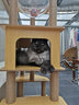 猫爬架太空舱木质多层大型猫树猫架带窝宠物用品 【萌喵乐园Y2】加大双猫窝双太空舱（升级实木立柱） 家具板 实拍图