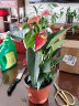 花友花卉红掌盆栽办公室客厅室内开花好养植物水培大花朵大盆带花苞 红掌 晒单实拍图
