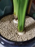 德沃多肥料麦饭石颗粒多肉种植育苗基质园艺铺面石拌土养花营养颗粒营养土 实拍图