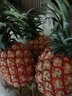 鲜武士海南凤梨金钻凤梨大果菠萝手撕无眼脆甜新鲜热带水果 金钻凤梨大果3斤装 实拍图