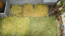 欧芽草皮带土真草坪别墅庭院绿化四季青马尼拉草玉龙草免修剪 【草块】高密度低矮免修剪  5平方 10cm以下 实拍图
