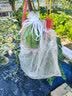 yuanyiba水果套袋防鸟防虫专用网袋葡萄无花果枇杷芒果草莓桃子保护袋子 35x50cm/10个/西瓜南瓜冬瓜 实拍图
