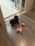 北北宠物狗狗牵引绳宠物胸背带七彩遛狗绳泰迪狗链子 小型犬狗链狗绳猫咪项圈 胸背款 s-建议1-6斤的狗狗使用 实拍图