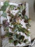 轩林美  女美月多肉绿植花卉室内多肉植物组合盆栽含盆 蜜桃格林 3-4cm 单株 不含盆 晒单实拍图