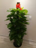 爱优尚爱优尚大型绿萝柱盆栽植物室内客厅办公室除甲醛四季绿植 1.5米【梯形瓷盆白色】 实拍图