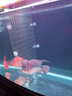 森森鱼缸隔离板透明挡板水族箱非亚克力隔板可随意裁剪不弯曲不变形 实拍图