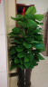 爱优尚爱优尚大型绿萝柱盆栽植物室内客厅办公室除甲醛四季绿植 1.5米【螺纹瓷盆白色】 实拍图