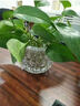 宝兰晶 玻璃水培瓶容器铜钱草植物绿萝花瓶透明客厅插花球摆件小田园风艺术 方格肚径16.5cm(特大)无植物 实拍图