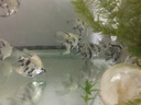 西龙鱼缸加热棒 水族箱自动加温棒 恒温棒 加温器鱼缸养鱼用品加热器 L-399 100W /31cm(全不锈钢) 实拍图