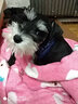 NINKIN狗狗衣服冬天法斗泰迪雪纳瑞比熊小型犬斗牛犬巴哥犬贵宾衣服冬装 防水红色棉衣 S-建议7-10斤穿 实拍图