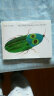The Very Clumsy Click Beetle 实拍图