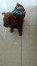 狗狗衣服小狗博美比熊泰迪犬中小型犬四脚衣宠物猫咪秋冬装情侣服 悟空卫衣 XXS 实拍图