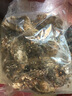 鱼姐海成 青岛生蚝鲜活海蛎子青岛牡蛎当天海捕新鲜贝类3-6只/斤500g袋装 实拍图
