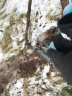 鲁滨逊 外锁登山杖碳素猎人T3H 碳纤维 徒步杖 户外 伸缩手杖 拐杖 折叠 新款亮光黑135cm长 实拍图