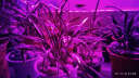 宸华照明（King wua Bright） LED植物生长补光灯温室育苗红蓝光合作用灯防水植物灯管 升降支架1对 实拍图