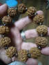 弥刻尼泊尔满肉五六七瓣矮桩大金刚菩提子手串男士文玩佛珠深度清理 五瓣20mm12颗（带1颗备用籽） 实拍图