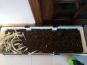 易栽乐（Yizail） 2.5S种植箱阳台种菜种花花盆学校绿化园艺用品屋顶阳台菜园 3联种植箱120*40*26cm 实拍图