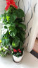 爱优尚爱优尚大型绿萝柱盆栽植物室内客厅办公室除甲醛四季绿植 1.5米【梯形水泥盆白色】 实拍图