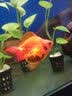 云峰海瑞鱼缸过滤材料滤材细菌屋细菌棒水族箱底滤滤材陶瓷环净水龙鱼缸 小号圆形（10根+2根抵损耗） 实拍图