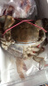 三座海 鲜活梭子蟹 螃蟹 飞蟹 海蟹 红膏母蟹 满黄蟹 莱州三山岛 晒单实拍图