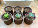 裕轩堂紫砂花盆多肉菖蒲盆景宜兴室内桌面花盆陶瓷创意批发多肉创意个性 紫砂--0232棕 小 实拍图