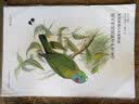 古尔德手绘鹦鹉高清大图：装裱册页与临摹范本/博物文库·博物画临摹与创作 实拍图