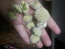 藏曦堂福熙源绿萝花 精选 西藏  绿萝花 绿罗花无碎花 实拍图