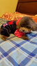 派可为（TOM CAT）狗狗衣服小狗博美比熊泰迪犬中小型犬四脚衣宠物猫咪秋冬装情侣服 hellokity卫衣 XS 实拍图