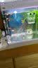 鱼乐美CT系列声音轻鱼缸氧气泵增氧泵水族箱养鱼加氧泵鱼缸充氧机充气 YT-302C(4米管+2沙头+2止水阀) 实拍图