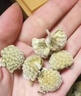 藏曦堂福熙源绿萝花 精选 西藏  绿萝花 绿罗花无碎花 实拍图