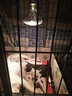 华畜保温灯猪用小鸡兽用养殖节能灯小猪仔猪加温取暖灯泡养殖设备 10个【宋2发12个】加厚麻面150w 实拍图