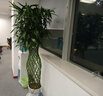 绿韵花田【两小时达】发财树鸿运当头天堂鸟大型绿植公司门口乔迁送礼 富贵竹笼 实拍图