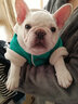 NINKIN狗狗衣服冬天法斗泰迪雪纳瑞比熊小型犬斗牛犬巴哥犬贵宾衣服冬装 酷炫牛仔花款 S-建议7-10斤穿 实拍图