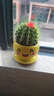 若绿金琥仙人球盆栽套装办公室内桌面绿植彩色多肉植物源头直发包邮 金琥 可爱花盆 实拍图