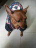 NINKIN狗狗衣服冬天法斗泰迪雪纳瑞比熊小型犬斗牛犬巴哥犬贵宾衣服冬装 酷炫牛仔花款 M-建议10-15斤穿 实拍图