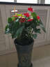 绿韵花田【两小时达】发财树鸿运当头天堂鸟大型绿植公司门口乔迁送礼 红掌盆栽 实拍图