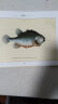 布洛赫手绘鱼类图谱 晒单实拍图