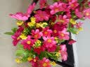 爱泽宝 30cm跳兰菊套装花艺 实木栅栏仿真花套装 假花绢花客厅装饰摆放花艺干花 粉红跳舞菊+30cm栅栏 实拍图