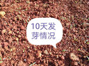 一播大地波斯菊种子 格桑花种子易播种绿化工程花海种植美丽乡村花卉种子 矮杆波斯菊单色白色500克 实拍图