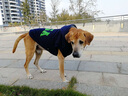 楚克奇（CHUKCHI）大狗衣服边牧金毛中大型犬冬装狗棉衣马犬马甲背心连帽两腿喜庆 深蓝色 30号颈围55CM*胸围75CM*背长60CM 实拍图