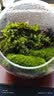 孙凯（SUNKAI）鲜活苔藓青苔藓 微景观植物盆景生态瓶diy绿植水陆缸假山盆栽盆景 实拍图