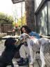 比瑞吉狗粮中大型犬全期犬粮12kg天然粮成犬幼犬金毛德牧萨摩哈士奇通用 中大型犬全期犬粮12kg 实拍图