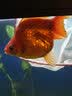 云峰海瑞鱼缸过滤材料滤材细菌屋细菌棒水族箱底滤滤材陶瓷环净水龙鱼缸 小号圆形（10根+2根抵损耗） 实拍图