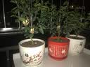 裕轩堂陶瓷花盆中国风梅兰竹菊桌面地面盆栽多肉带托盘简约绿萝吊兰植物 79060梅 特大 大 中一套 实拍图