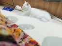 宠华仕 猫玩具逗猫棒猫咪玩具套装自动旋转蝴蝶 鱼竿逗猫杆 实拍图