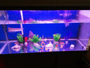 水族箱鱼池鱼缸水草箱造景仿真水草 人物假山珊瑚贝壳假鱼水草塑料水草 仿真植物 鱼缸布景 CO01香草绿色 高12CM 实拍图