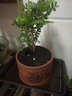 裕轩堂紫砂花盆多肉菖蒲盆景宜兴室内桌面花盆陶瓷创意批发多肉创意个性 紫砂0230厚德载物-红 小 实拍图