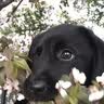 纽萃派狗粮10斤成犬幼犬边牧德牧拉布拉多金毛专用宠物老年奶糕大型犬粮 拉布拉多狗粮2包共10斤 实拍图